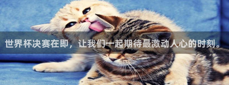 今年的世界杯：世界杯决赛在即，让我们一起期待最激动人心的时刻。